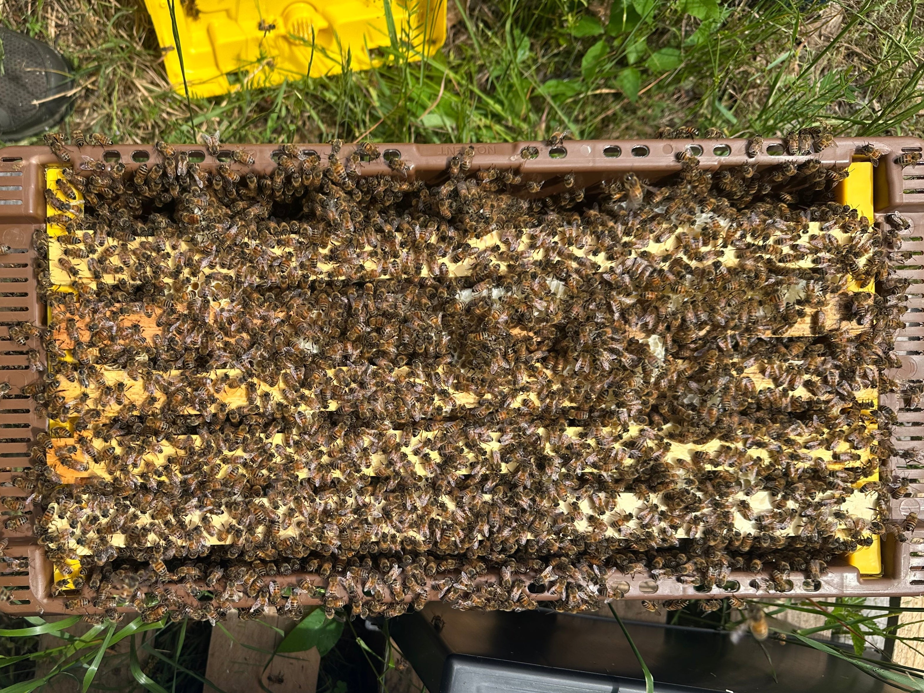 Russian-Hybrid Bees for Sale Near Memphis & North Mississippi – Ol
